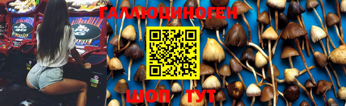 Галлюциногенные грибы GOLDEN TEACHER  Вход с VPN  Лениногорск  Галлюциногенные грибы Cubensis 